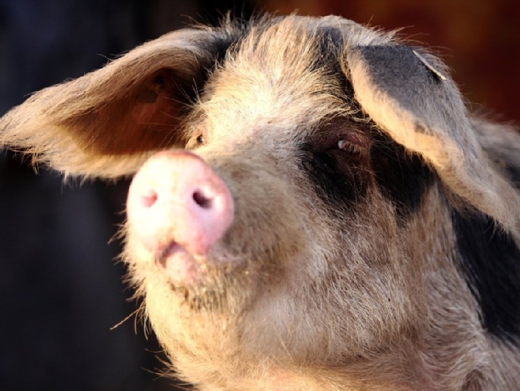 Naukowcy wszczepili świniom wyhodowane w laboratorium płuca
